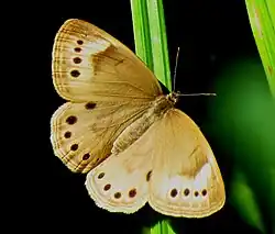 Satyrodes eurydice (eyed brown) Adult, dorsal view.