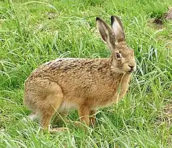 der Hase