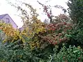 Pyracantha coccinea