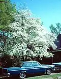 A Flowering Dogwood cultivar with white flowers