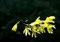 Forsythia flowers