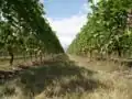 A vineyard in the Canton of Geneva.