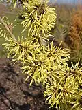 Hamamelis × intermedia (H. japonica × H. mollis)