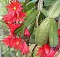 Schlumbergera gaertneri (Tribe Rhipsalideae)