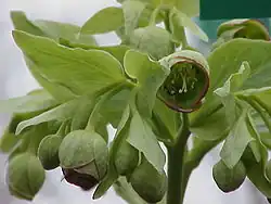 The small green flowers of H. foetidus often have a purple edge to each 'petal'