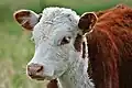 ਵ - ਵੱਛਾ Calf