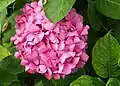 Hydrangea