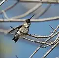 Hummingbird