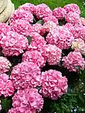 Bigleaf Hydrangea