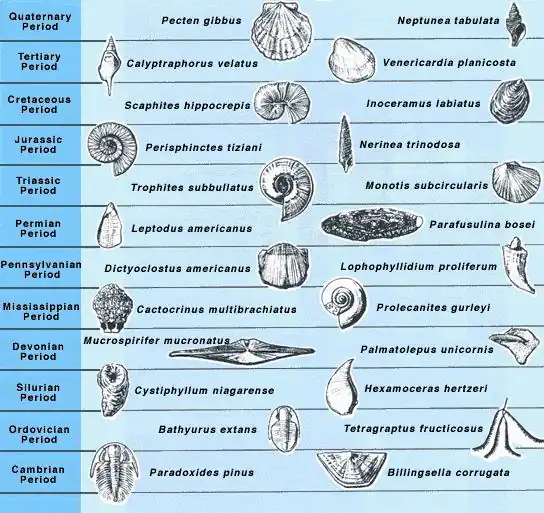 Index fossils.