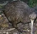 Apteryx (Kiwi)