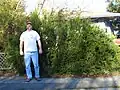 Huge specimen in Sebastopol, CA, roughly 2.2 m in height