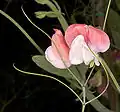Sweet Pea
