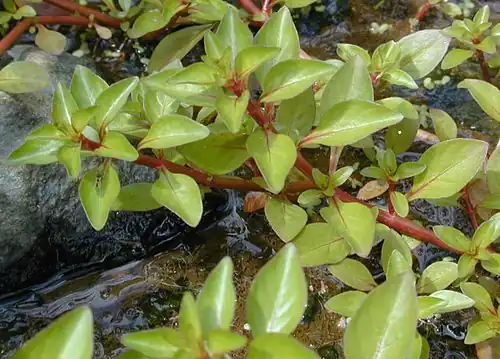 Sessile joyweed