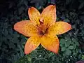 Lily