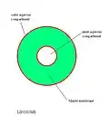 Simplified view of liposomes