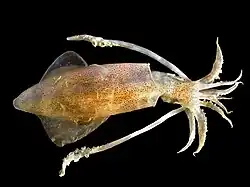 European Squid