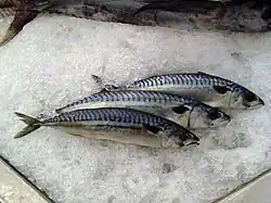 Atlantic mackerel