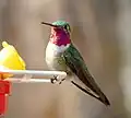 Hummingbird