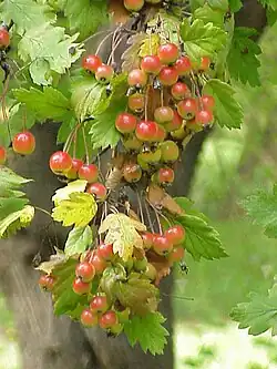 Florentine crabapple
