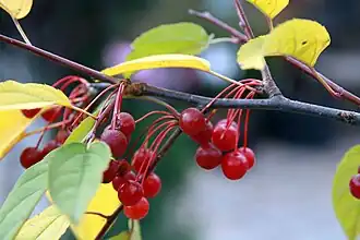 Sargent crabapple