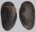 Shellfish