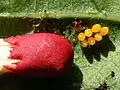 1. Female ladybugs lay tiny Eggs, usually laid in a small mass (fertilization is internal).