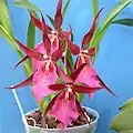 Miltonia Aquarius
