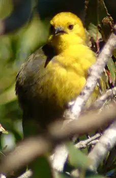 A Yellowhead