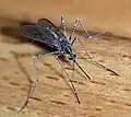 Culiseta longiareolata