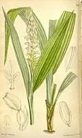 Neuwiedia griffithii (in the subfamily Apostasioideae)