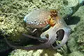 Common Octopus
