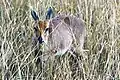 Oribi