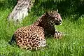 Jaguar