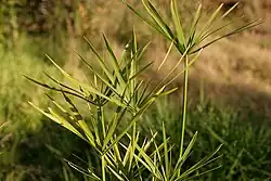The papyrus plant