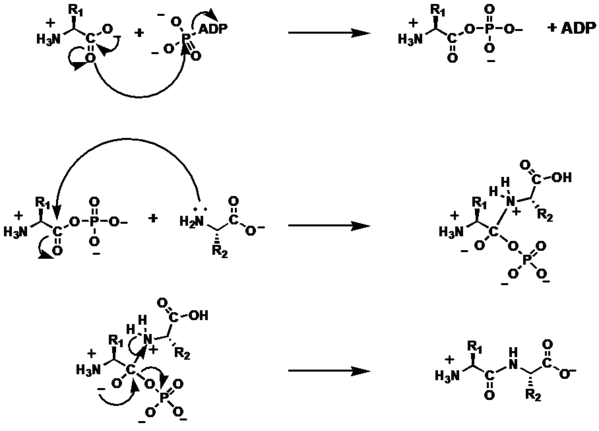 The mechanism of peptide bond formation.