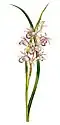 Phaius rosellus