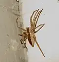 American Nursey Web ( Pisaurina mira )