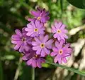 Primrose