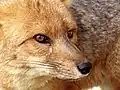 ਲ - ਲੂੰਬੜੀ Fox