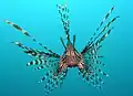 Pterois volitans