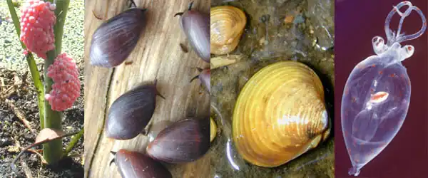 Representative groups of mollusks