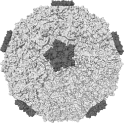 Rhinovirus