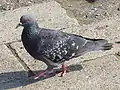Dove