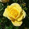 die Rose