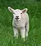 Little Lamb Stars