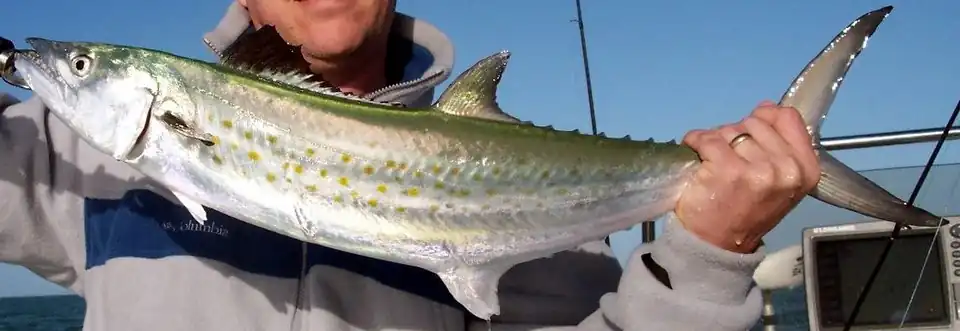Spanish mackerel