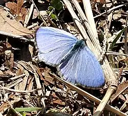 Celastrina ladon (spring azure) Adult, dorsal view.
