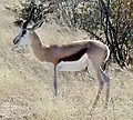 Springbok