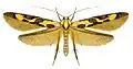 moth